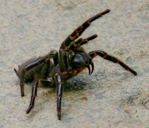 The Sydney funnel-web spider is the deadliest spider in the world