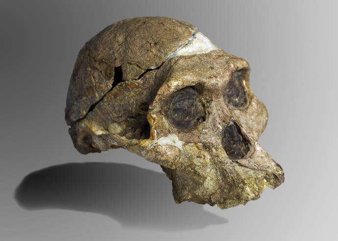 A woman’s fossil was discovered in South Africa that is just 1 million years old, making her a contemporary of the famous ‘Lucy’