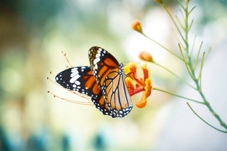 Amazing butterfly orientation across hundreds of km