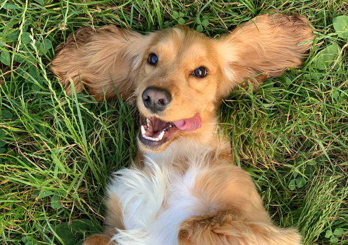 When their owner returns home, dogs start crying with happiness