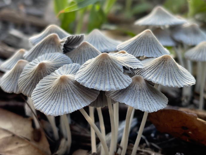 The discovery of a substance in hallucinogenic mushrooms has the potential to put an end to alcoholism
