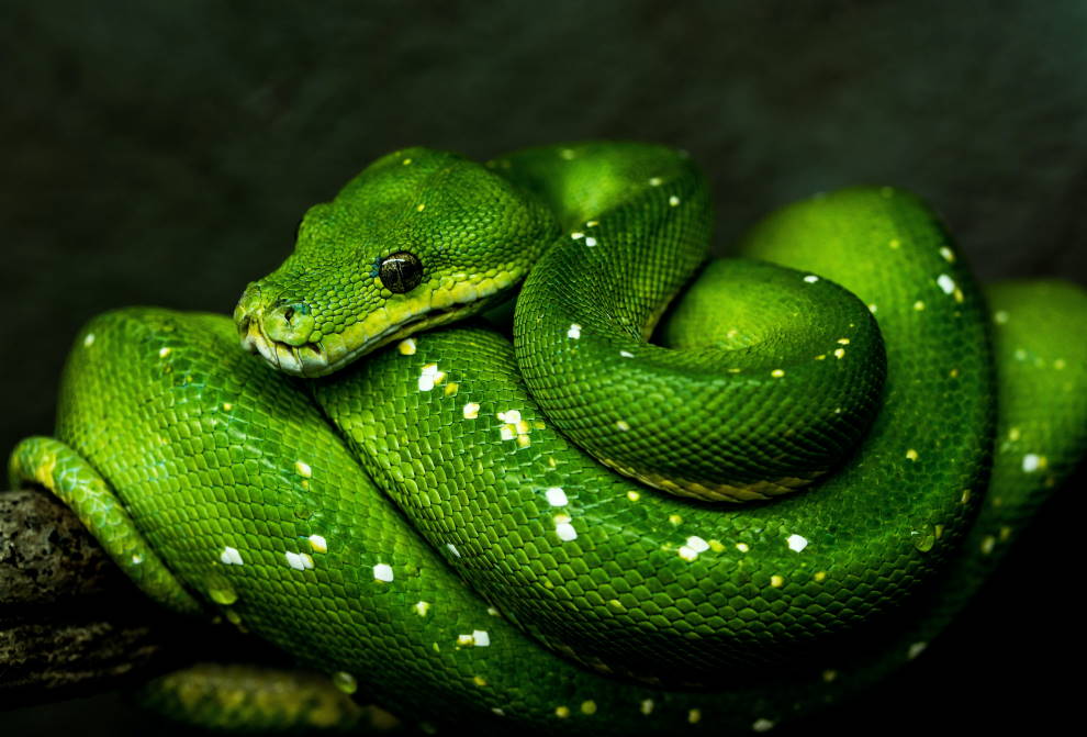 One-fifth of reptile species are endangered
