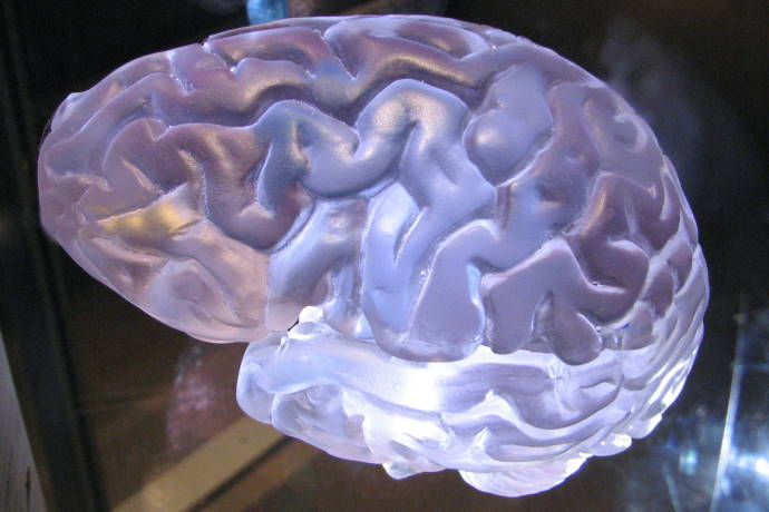Do those with large brains also tend to have more intelligence?